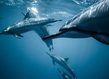 十五运会U16男足赛开赛 广东胜四川取得开门红